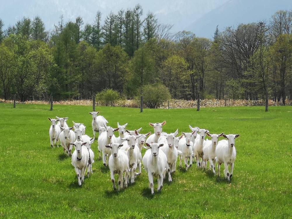 この森から世界へ・・・ヤギを愛し、チーズ作りを極めた天才 | 北海道