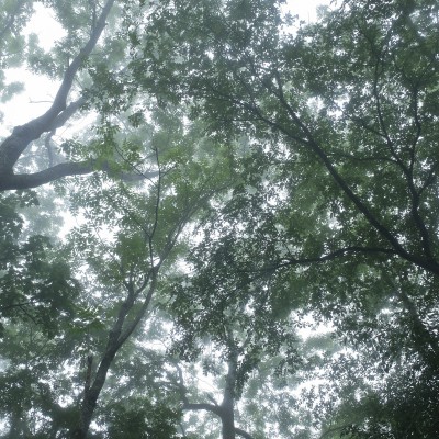 荒野を切り拓いた　偉大なる森の創設者－㊤【歴史編】