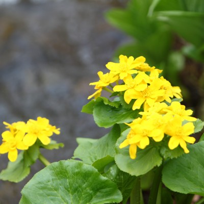 十勝千年の森　4月22日（土）開園です！