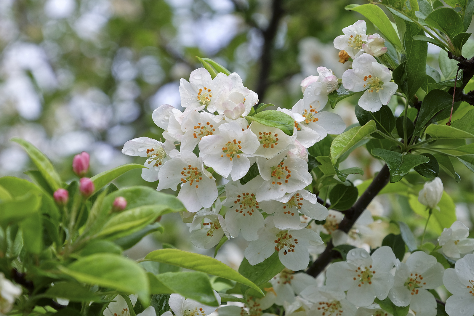 十勝千年の森／アースガーデン